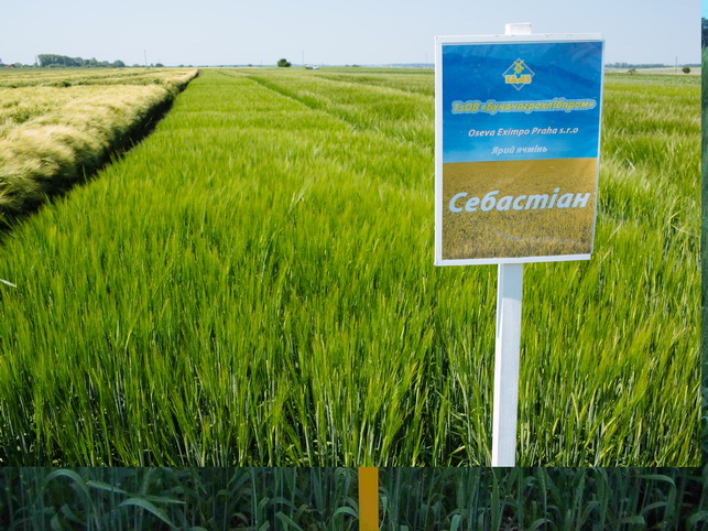 Продажа семян ярового ячменя Себастьян